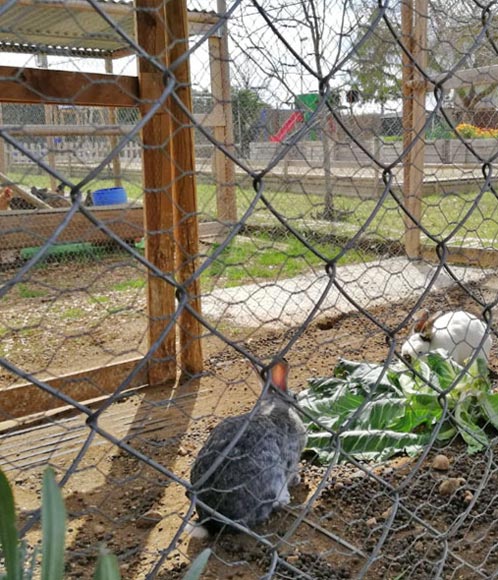 Orchard and poultry