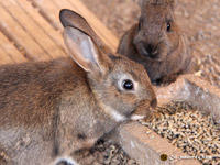 Fotografies del corral i de l'hort ecològic de Cal Sabater d'Ordis